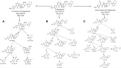 Environmental fate of cefquinome: Adsorption and degradation